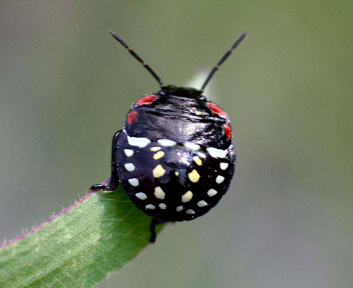 Pentatomidae: neanide di Nezara viridula di Lombardia (CO)